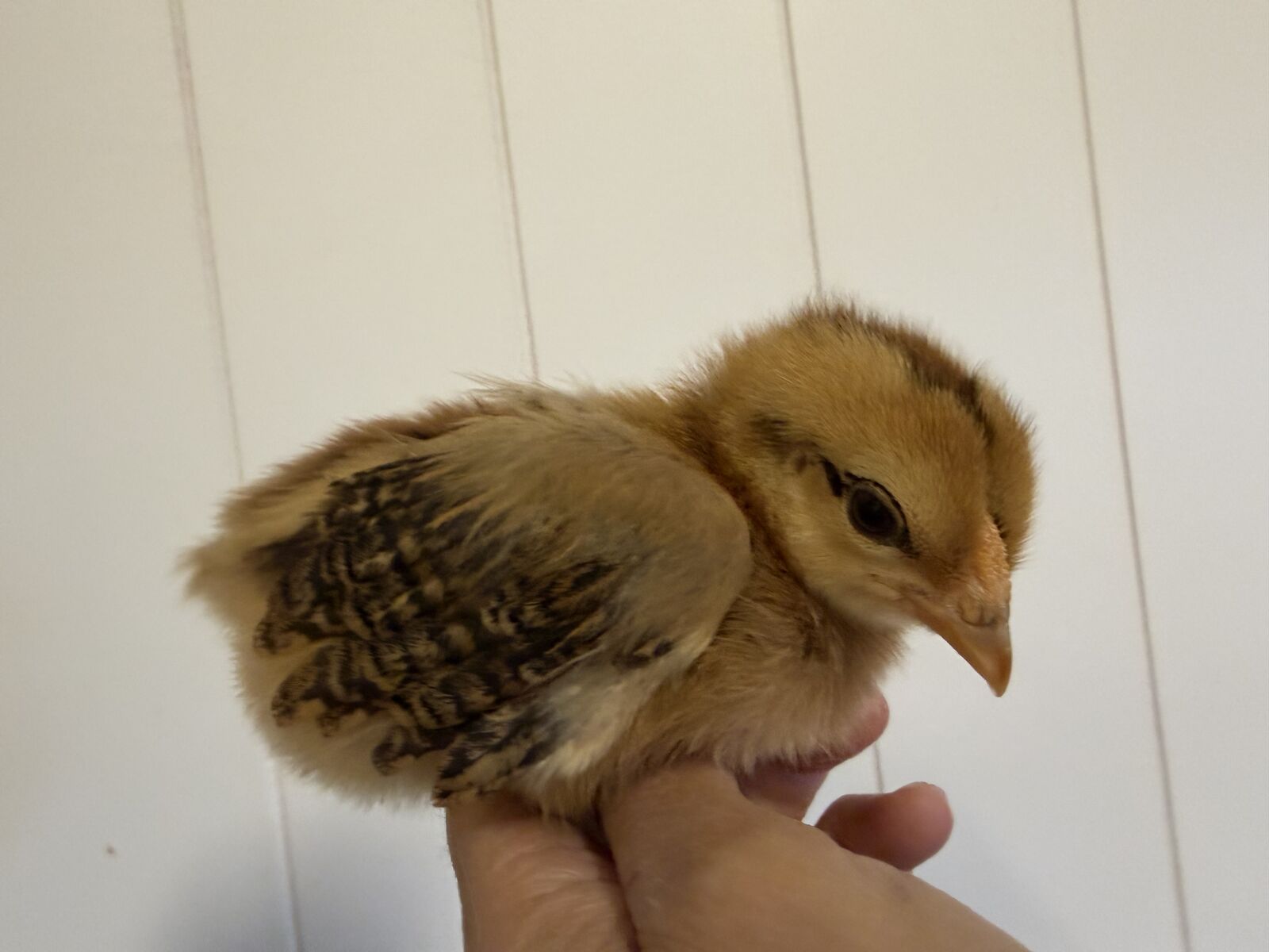 2 Ameraucanas chicks available Blue layer