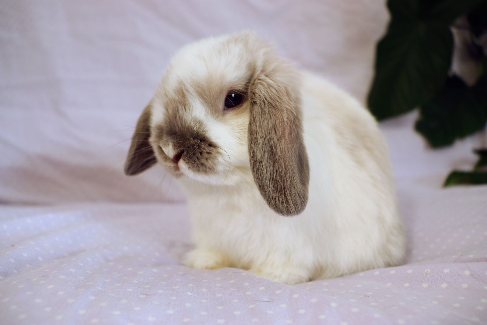 9 Week Old "Micro" Blue Sable Point Holland Lop With Pedigree