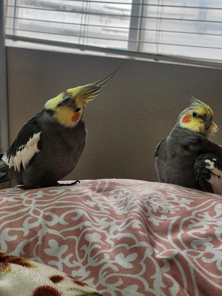 2 cockatiels w/large cage, perch and supplies