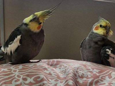 2 cockatiels w/large cage, perch and supplies