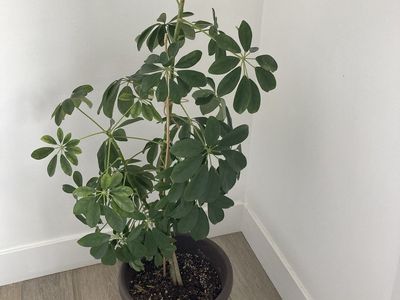 Umbrella Tree