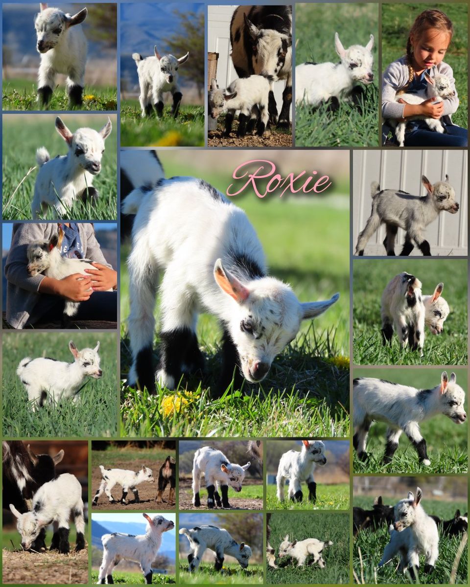 Purebred Nigerian Dwarf Doeling