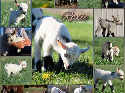 Purebred Nigerian Dwarf Doeling