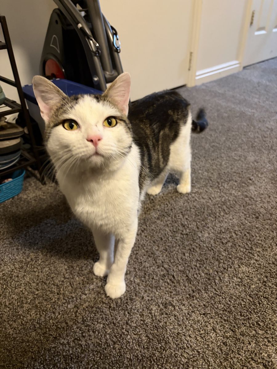 Very handsome male cat