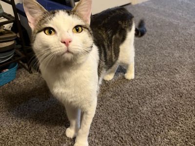 Very handsome male cat