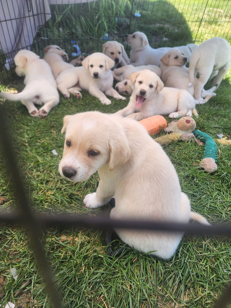 Akita\Lab Mix