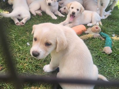 Akita\Lab Mix
