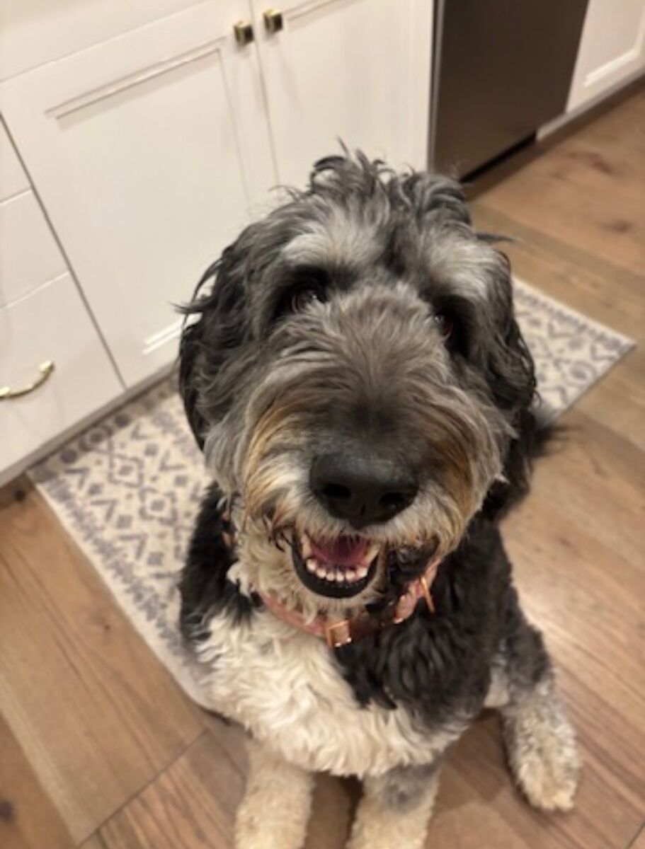 Female Bernedoodle: Molly