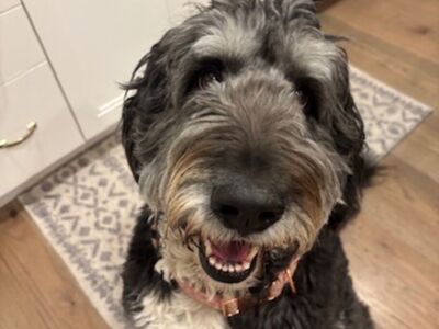 Female Bernedoodle: Molly