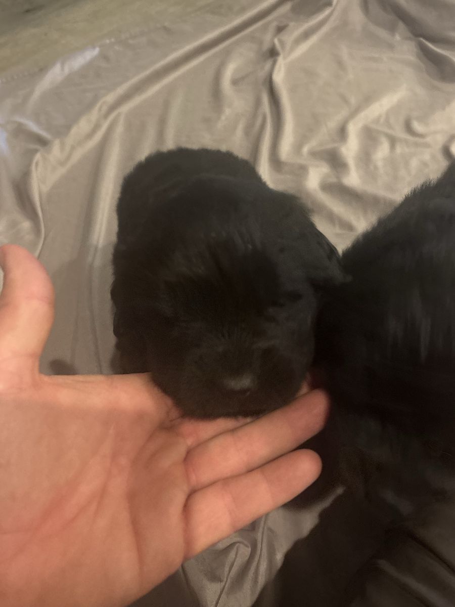 Newfoundland puppies