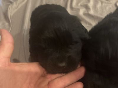 Newfoundland puppies