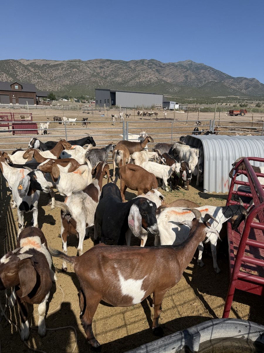 Goats for Sale - Goat Tying
