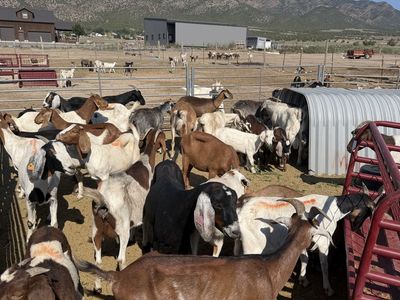 Goats for Sale - Goat Tying
