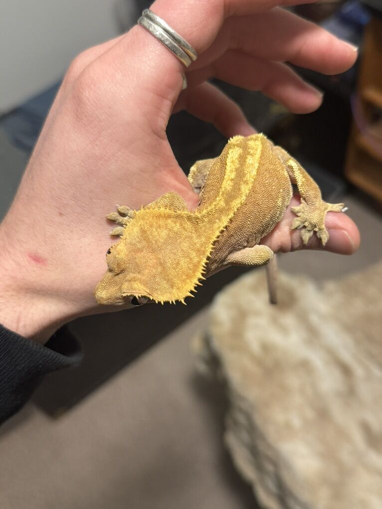 Crested Gecko With 18x18x24 Bioactive Enclosure