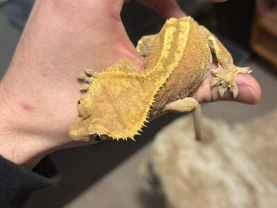 Crested Gecko With 18x18x24 Bioactive Enclosure