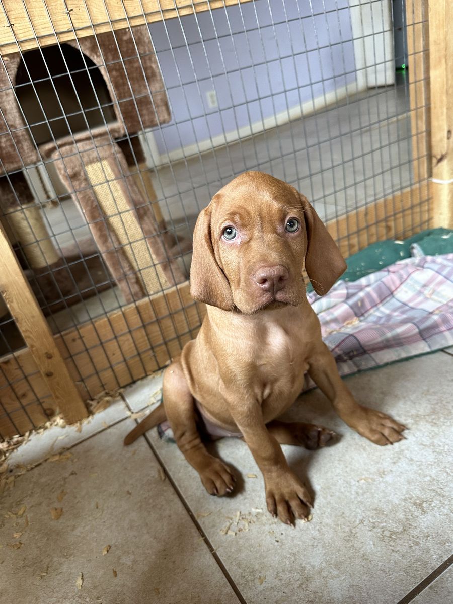 Vizsla Puppies! STUD AVAILABLE!