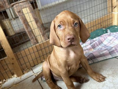 Vizsla Puppies! STUD AVAILABLE!