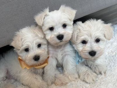 white miniature Schnauzer Puppies female Male