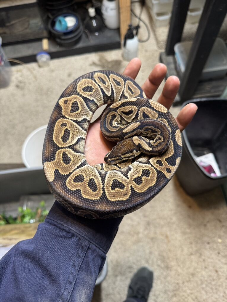 Ball Python