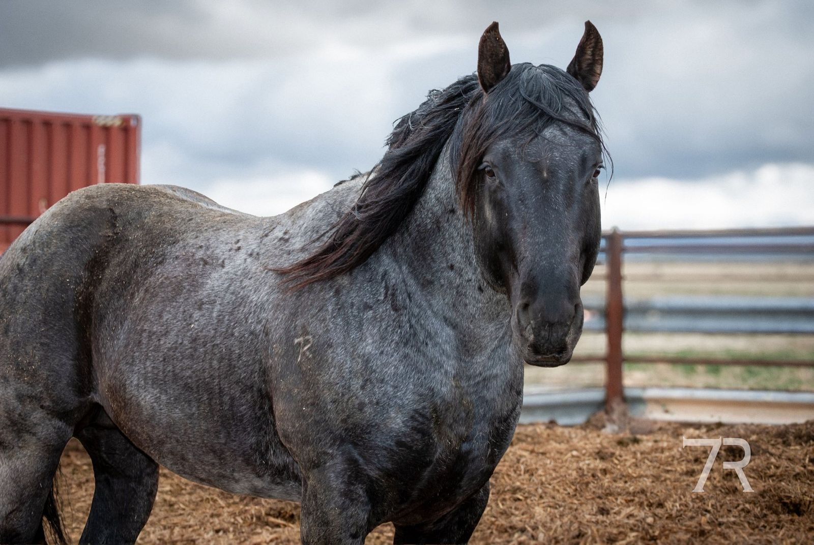 2019 Blue Roan AQHA Stud