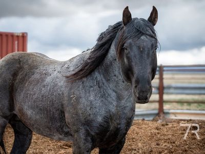 2019 Blue Roan AQHA Stud