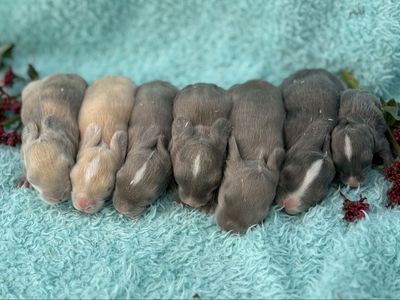 Pedigreed English Angora Baby Bunny Rabbits Newborns