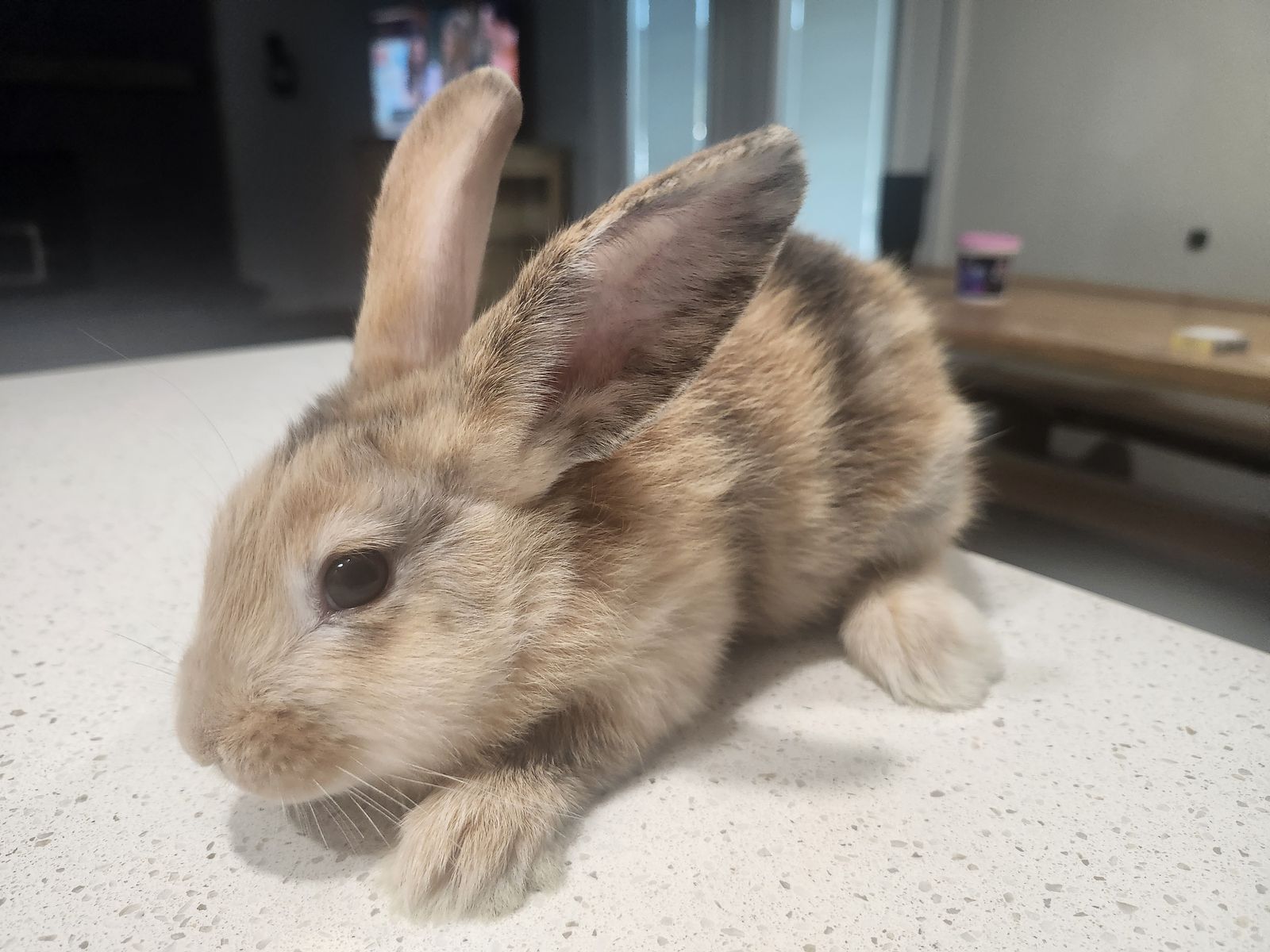 Pet Rabbits - Baby Bunnies Available