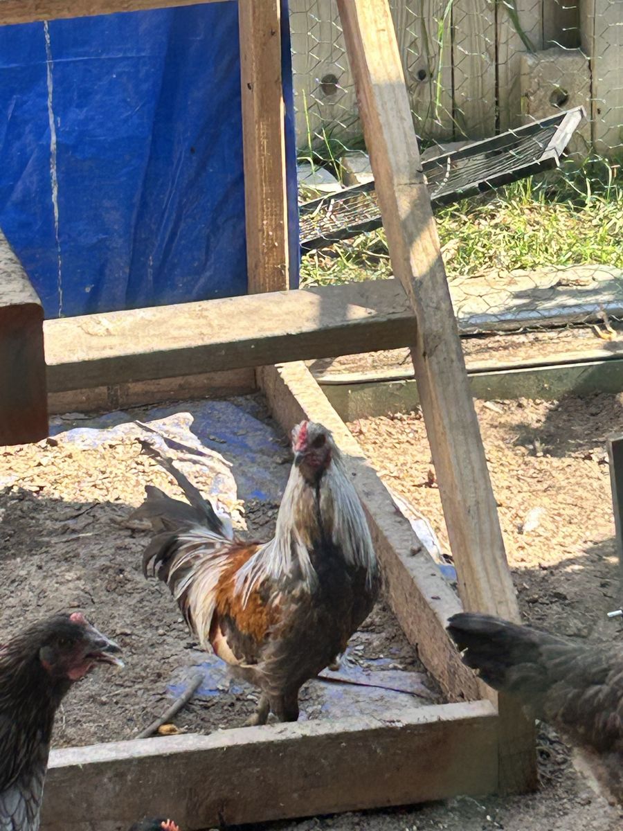 Rooster