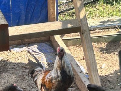 Rooster