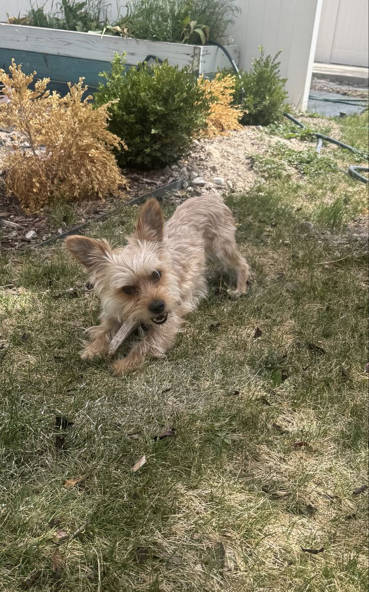 Golden YorkShire/Yorkie Stud AKC verified