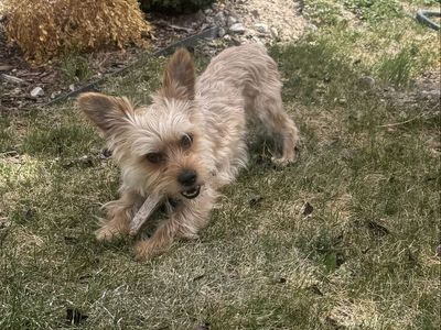 Golden YorkShire/Yorkie Stud AKC verified