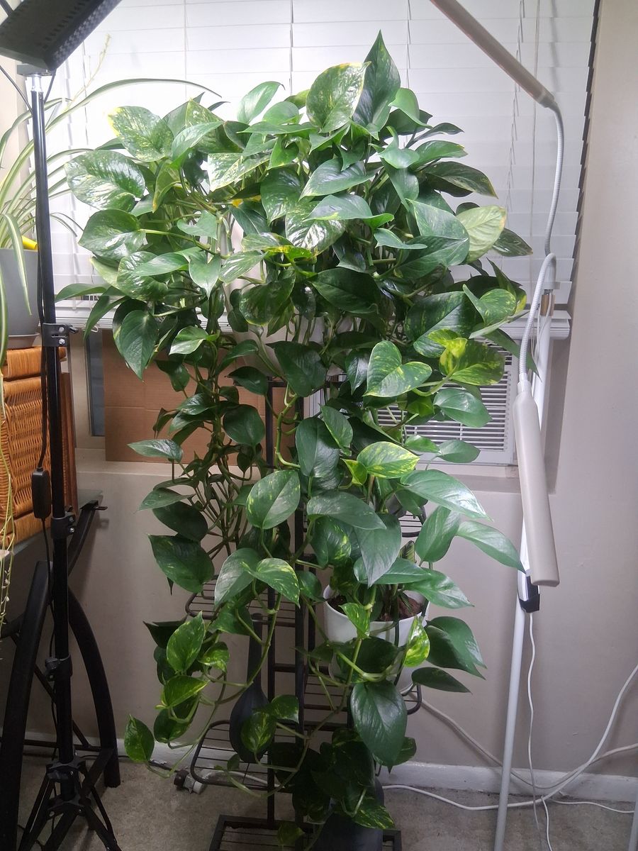 Lush Pothos Plant- Healthy, Mature, and Easy to Care For