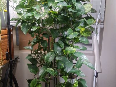 Lush Pothos Plant- Healthy, Mature, and Easy to Care For