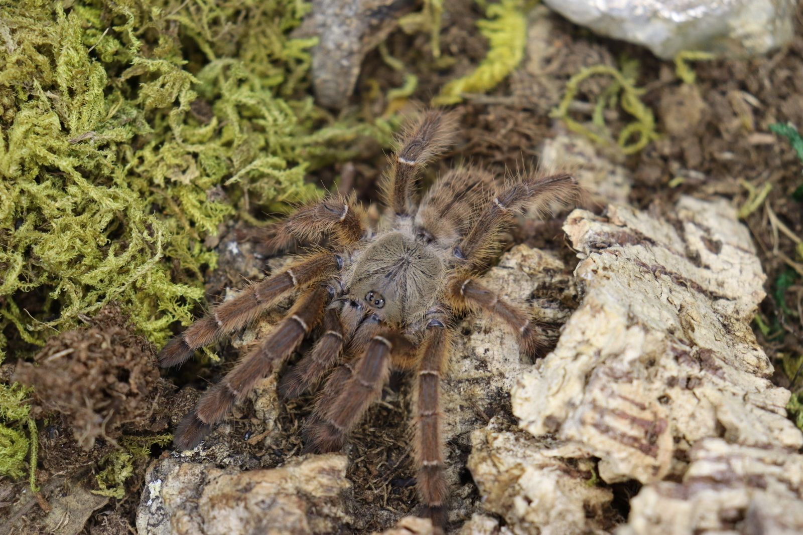 Aspinochilus Rufus (Peach Earth Tiger Tarantula)