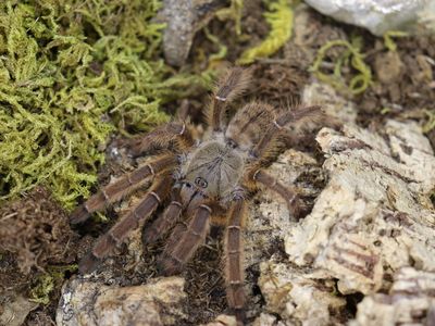 Aspinochilus Rufus (Peach Earth Tiger Tarantula)