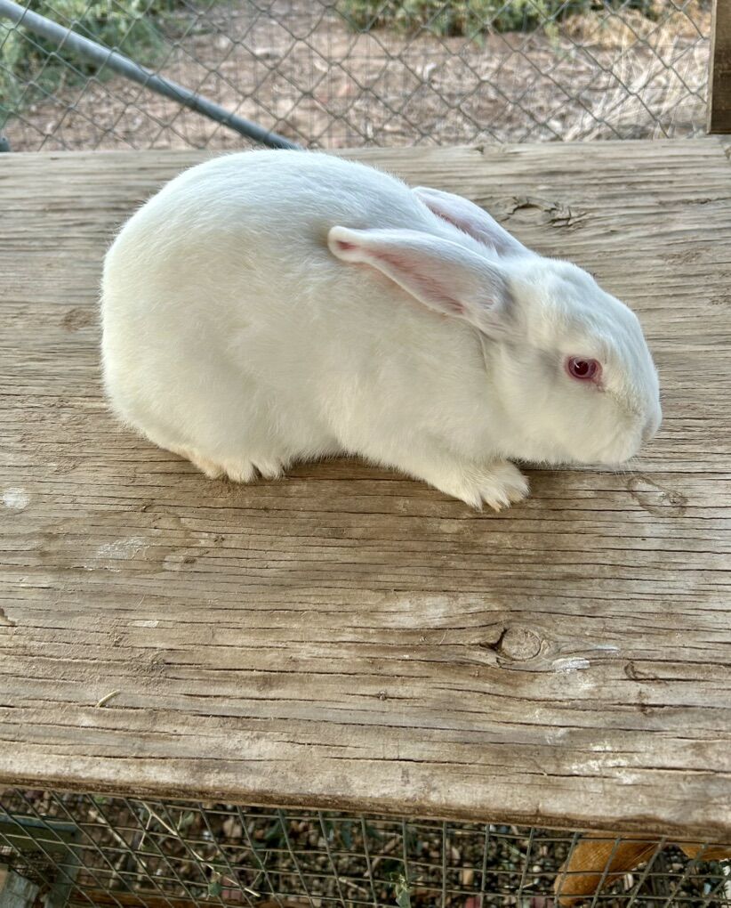 Pure TAMUK's For Sale