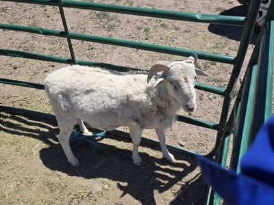 Hair ram