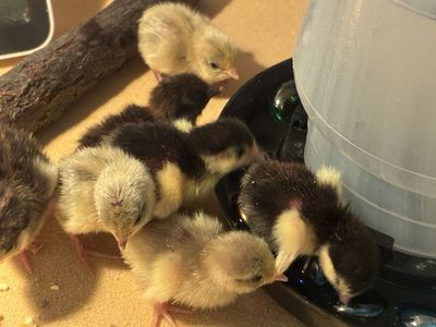 New Button Quail Chicks