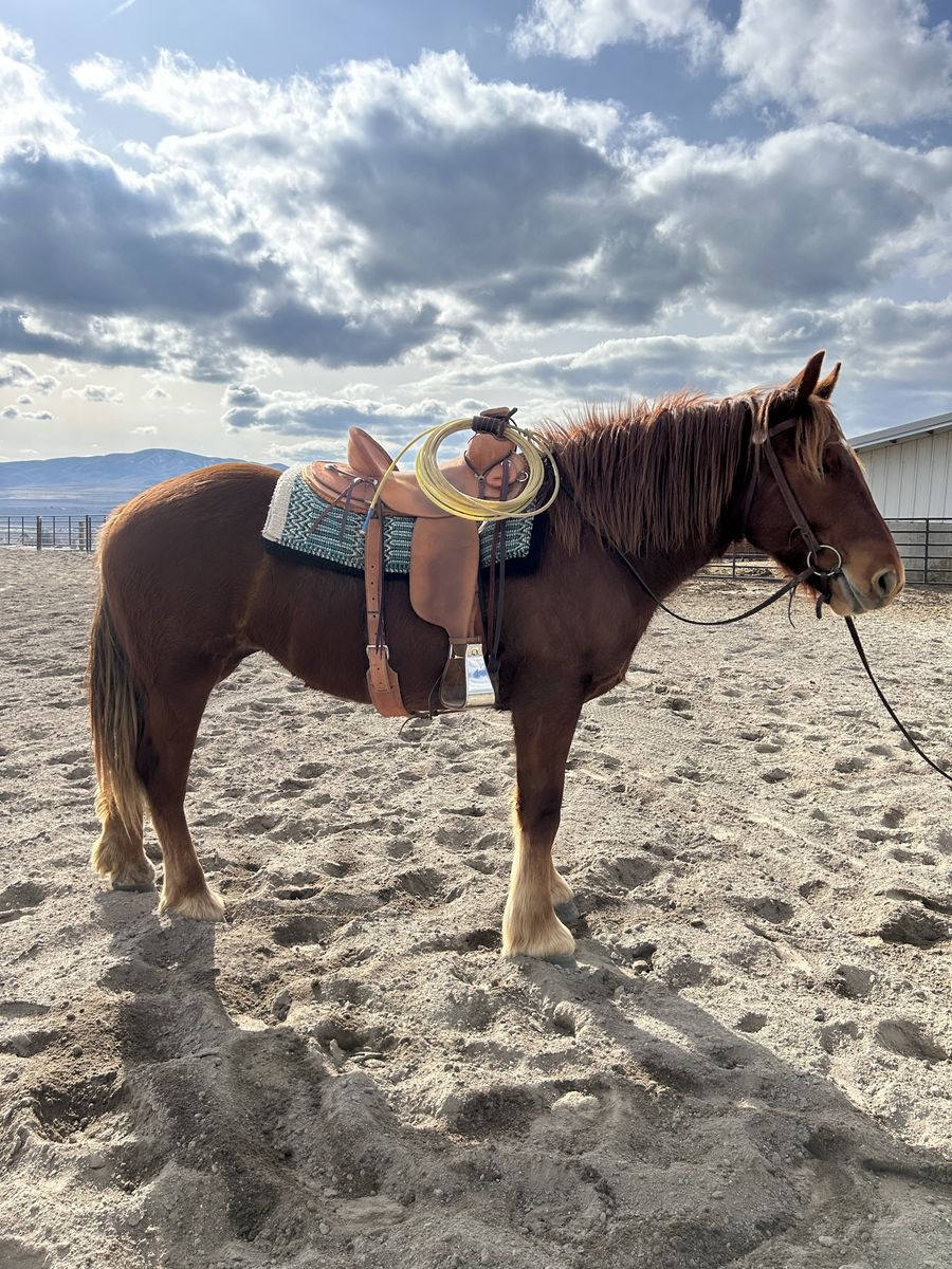 2 Year Old Registered Suffolk Punch Draft Filly