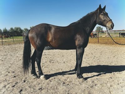 Tall, Dark & HANDSOME 6 year old Gelding
