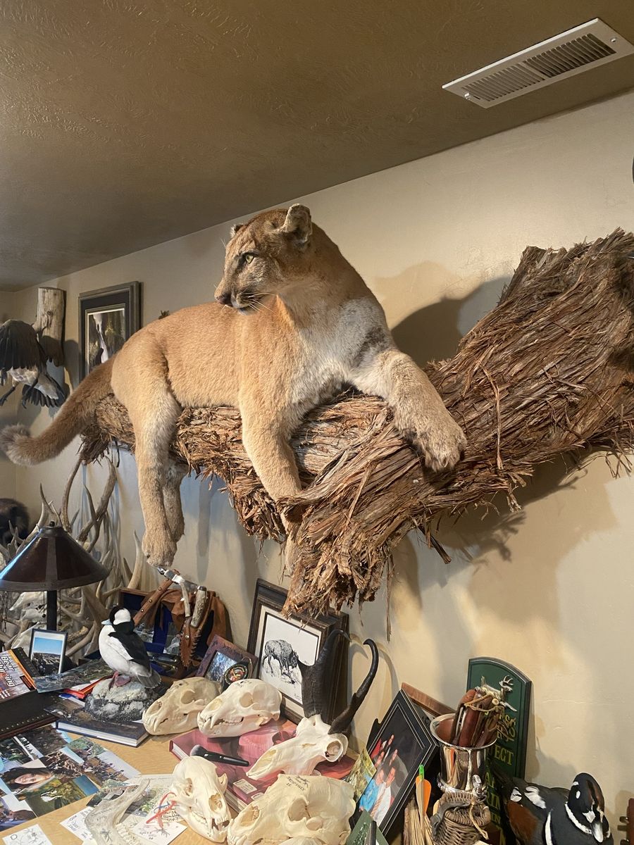 Cougar life-size mount and base