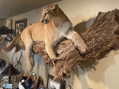 Cougar life-size mount and base