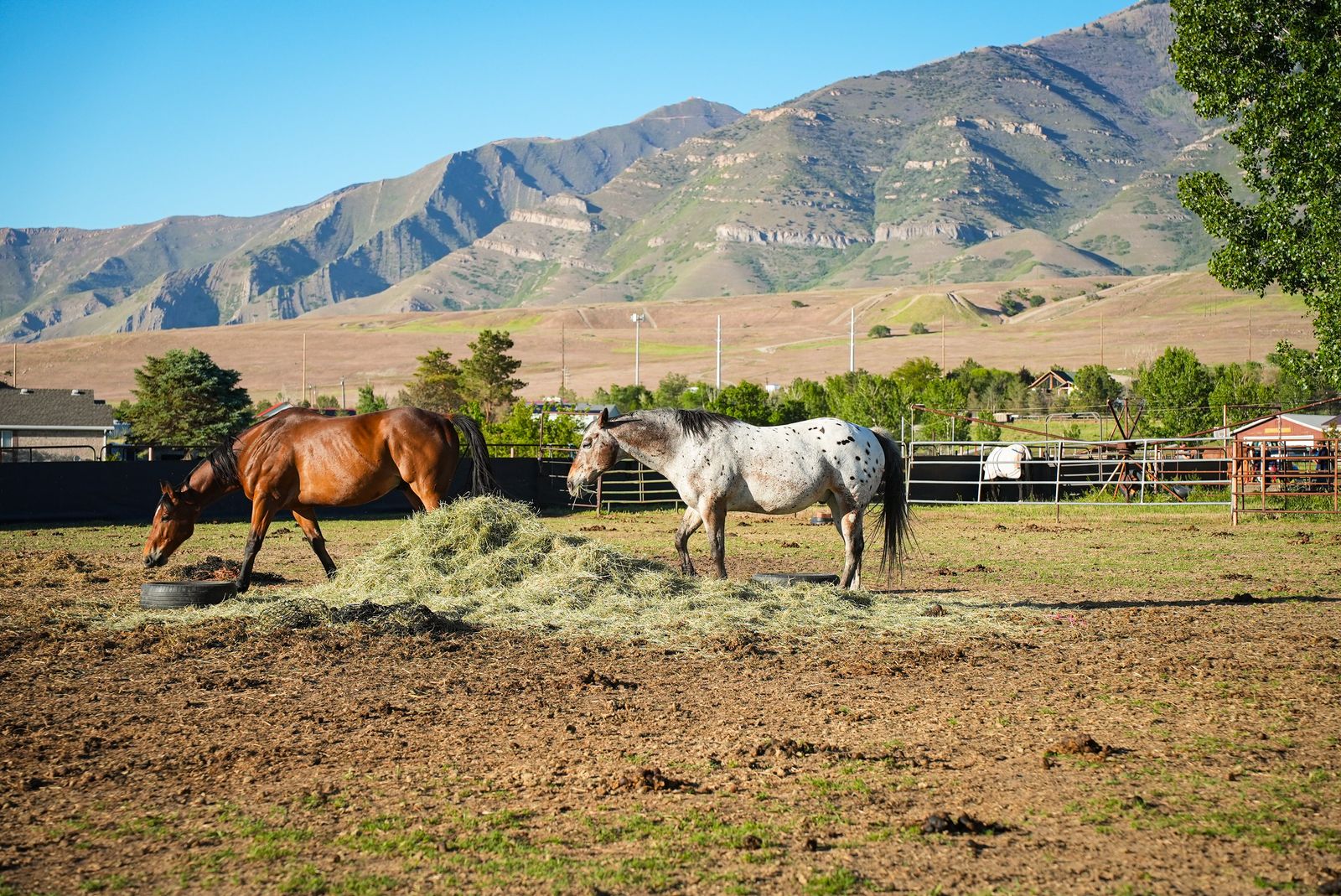 Horse Boarding With arena & Trail access