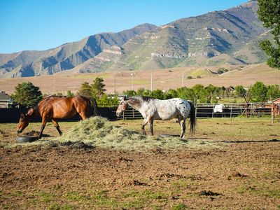 Horse Boarding With arena & Trail access