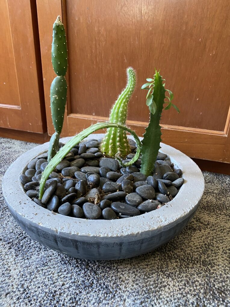Cactus House Plant