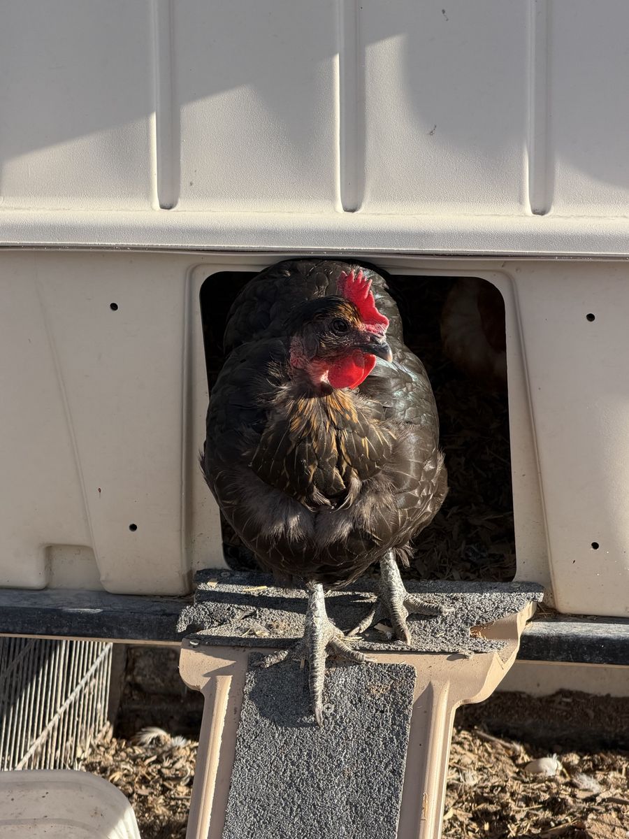 Laying Turken Hens Chickens