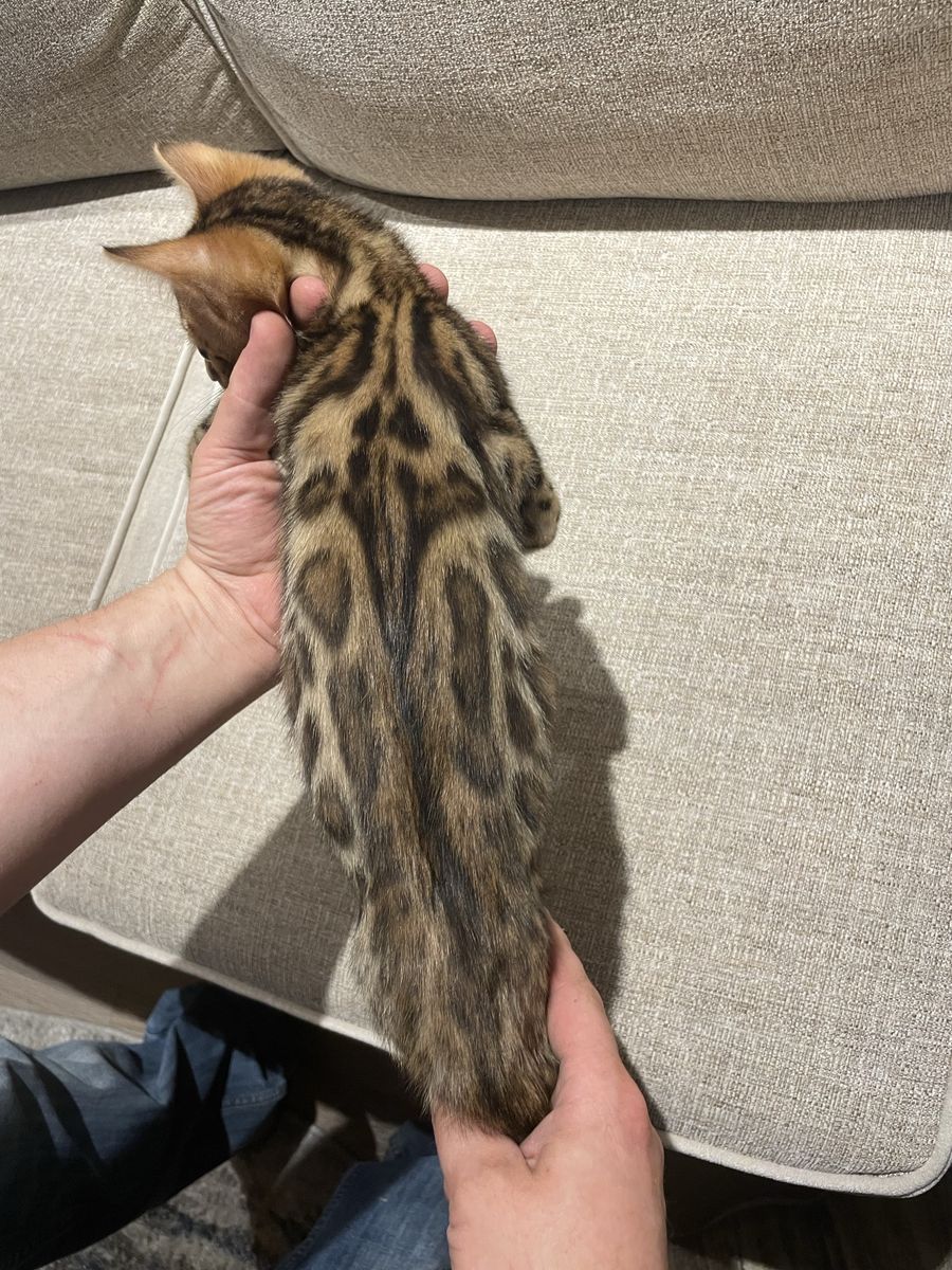 Stunning Purebred Bengal Kitten - Male - F6