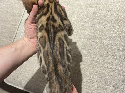 Stunning Purebred Bengal Kitten - Male - F6