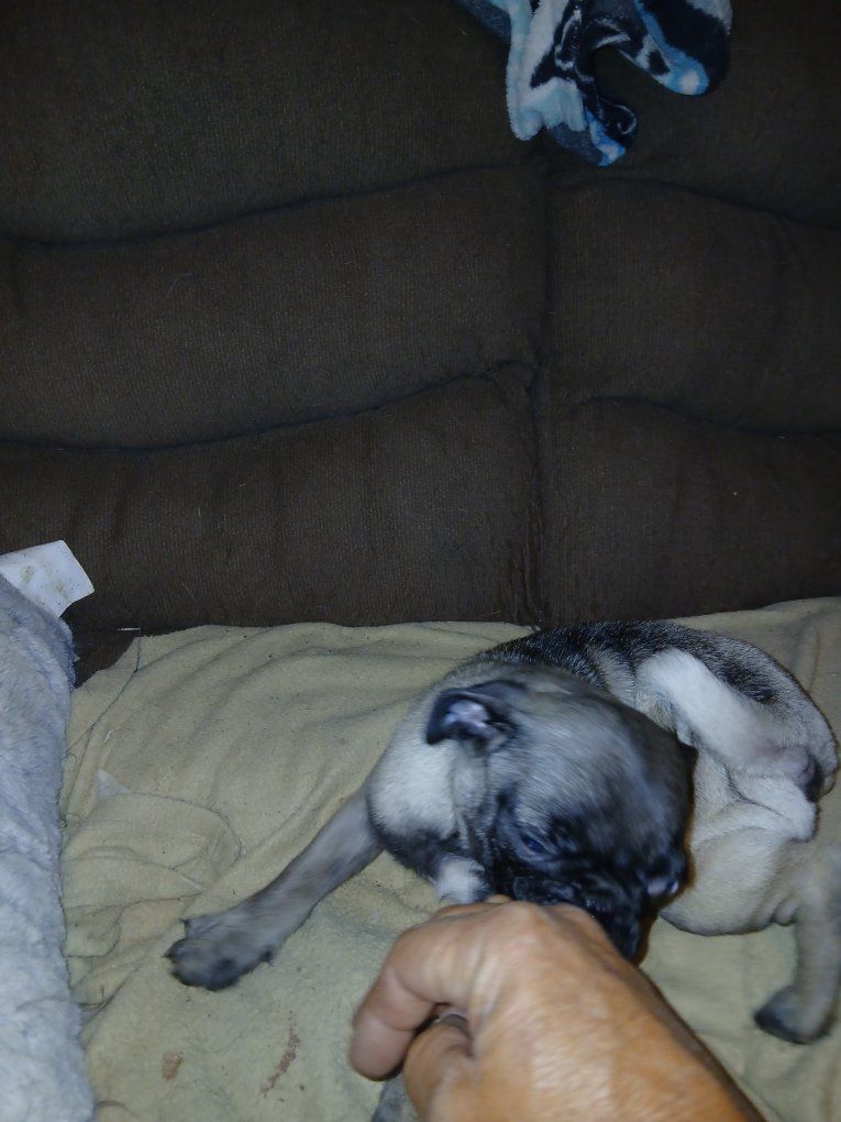 pug puppies only have 3 females no males. no shots given. father is now fixed. both parents are on site. trades considered