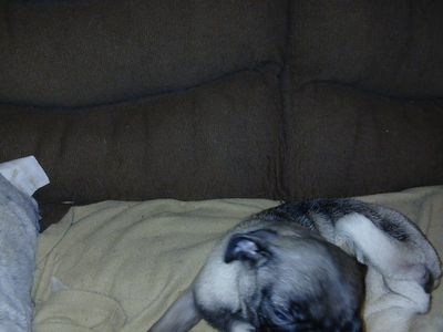 pug puppies only have 3 females no males. no shots given. father is now fixed. both parents are on site. trades considered